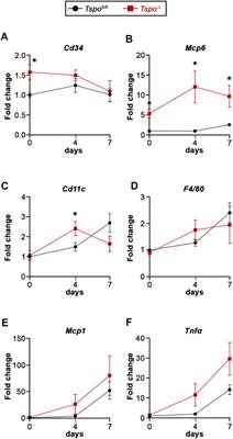 Mitochondrial translocator protein deficiency exacerbates pathology in acute experimental ulcerative colitis